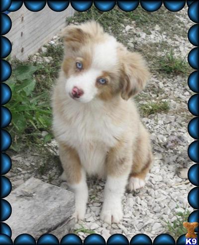 Miniature Australian Shepherd Puppies for Sale
